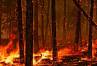 На ликвидацию пожара в Ацкурском лесу понадобится несколько дней